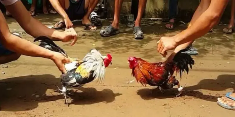 Các trận đấu cựa sắt diễn ra khá chóng vánh 