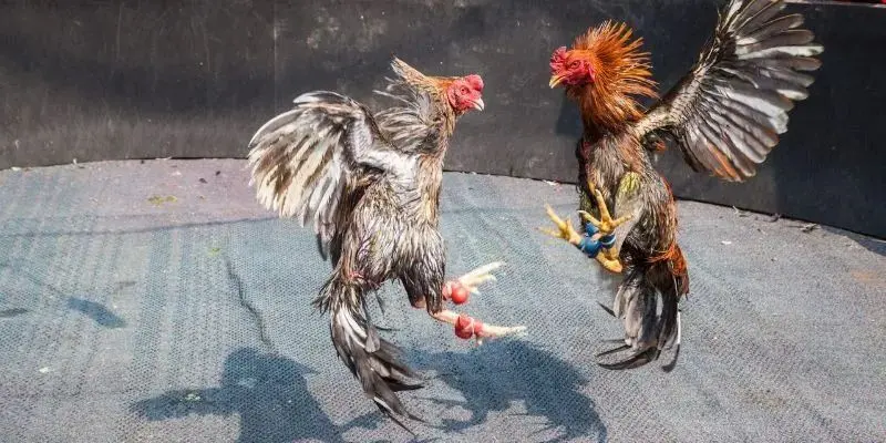 Đá gà Thái Lan chuyên nghiệp và kịch tính