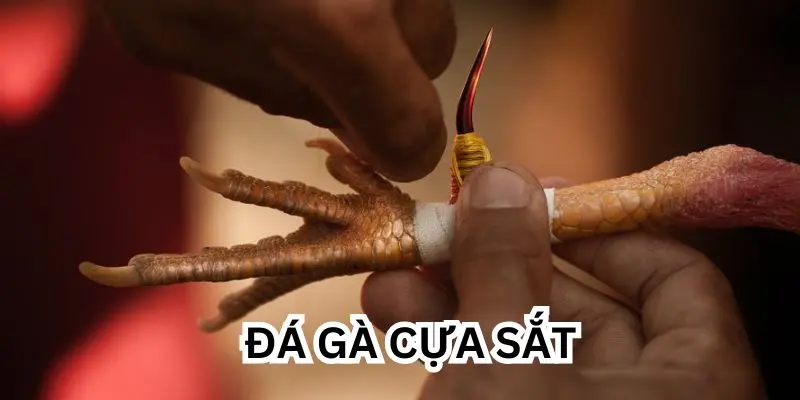 Đá gà cựa sắt Hay88