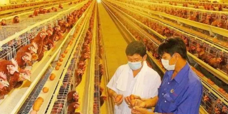 Môi trường sống tác động trực tiếp đến vật nuôi 