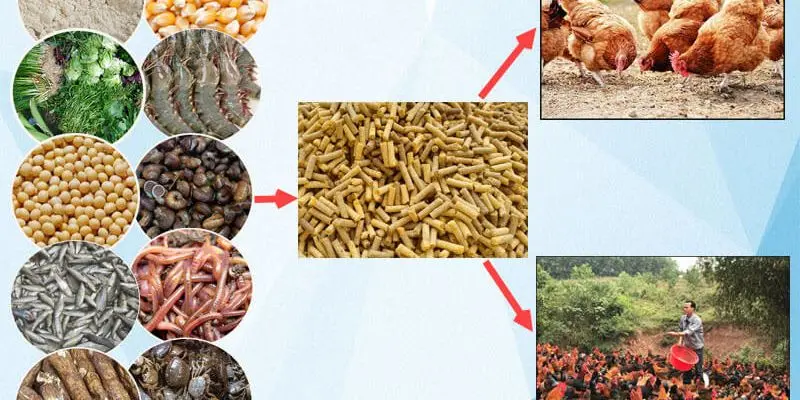 Khẩu phần ăn lý tưởng cho gia cầm