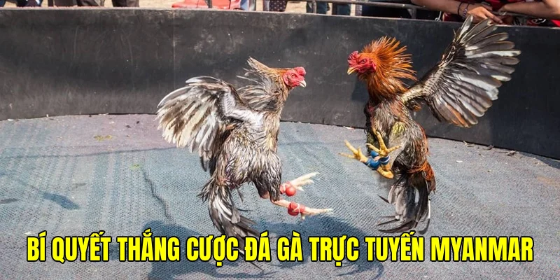 Học hỏi kinh nghiệm là lời khuyên để gặt hái thưởng chọi kê