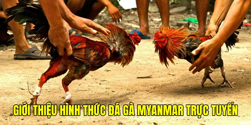 Sự kịch tính, mãn nhãn được ưu tiên ở đá gà Myanmar trực tuyến