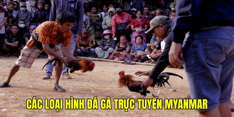 Bị chinh phục bởi những hình thức chọi kê Myanmar hấp dẫn